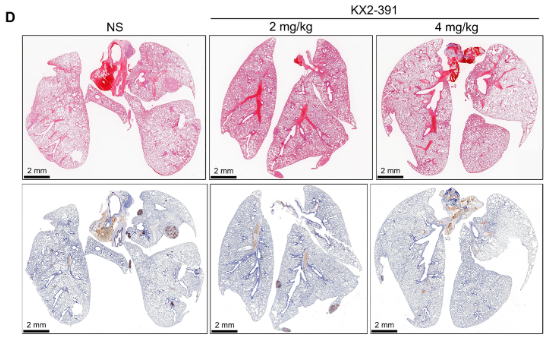 Vimentin Antibody - Fig.