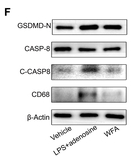 GSDMD N-Terminal Antibody(Mouse specific) - Fig.