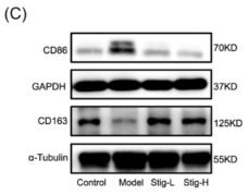 CD86 Antibody - Figure 6 Effects of stigmasterol on aortic macrophage and SMC phenotype in ApoE−/− mice.