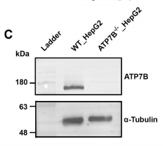 Tubulin alpha Antibody - Figure 1.