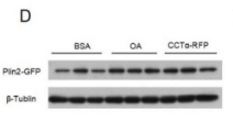 Tubulin beta Antibody - Figure 6 CCTα acted on Plin2 expression.