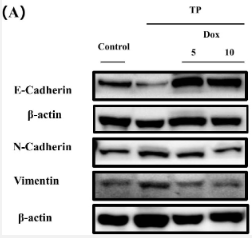 Vimentin Antibody - Fig.