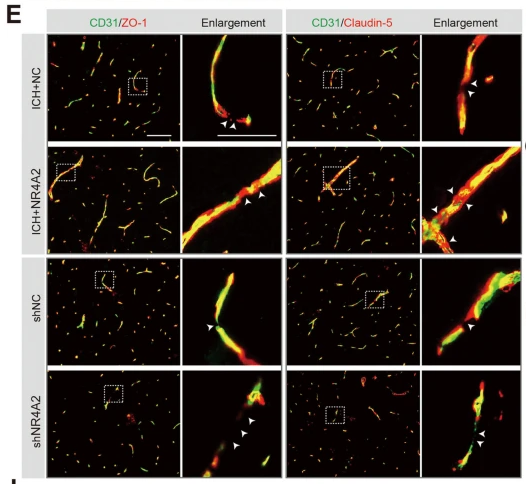 Claudin 5 Antibody - Fig.