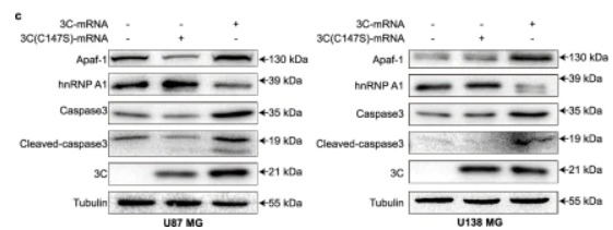 Cleaved-Caspase 3 (Asp175), p17 Antibody - Fig.