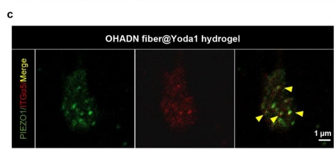 Piezo1 Antibody - Fig.