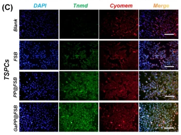 tenomodulin Antibody - Fig.