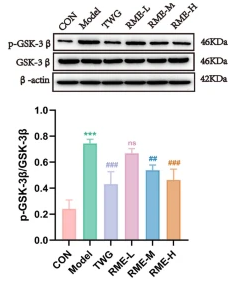 Phospho-GSK3 beta (Ser9) Antibody - Fig.