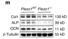Osteocalcin Antibody - Fig.