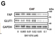 FAP1 Antibody - Fig.