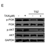 PI3K p85 alpha Antibody - Fig.