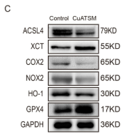 NOX2 Antibody - FIGURE 5 CuATSM inhibits ferroptosis during wound healing.