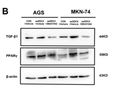PPAR gamma Antibody - Fig.