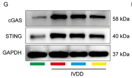 TMEM173/STING Antibody - Fig.