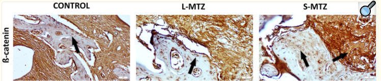 beta Catenin Antibody - Fig.