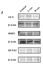 RUNX2 Antibody - Fig.