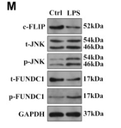 Phospho-FUNDC1 (Ser17) antibody - Figure 3.