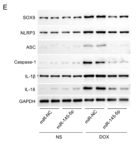 Caspase 1 Antibody - FIGURE 4 MiR-145-5p inhibits DOX-induced activation of SOX9-NLRP3 inflammasome.