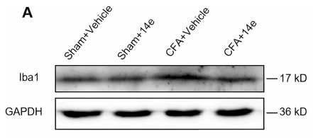 AIF1/IBA1 Antibody - FIGURE 4 Compound 14e prevented the upregulation of Iba1 in CFA mice.