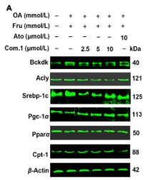 SREBP1 Antibody - Figure 4.