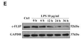 FLIP Antibody - Figure 3.
