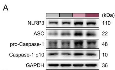 Cleaved-Caspase 1 (Ala317), p10 Antibody - Fig.