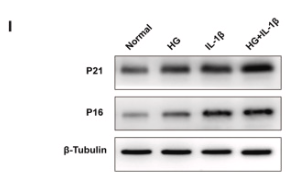 p21 Cip1 Antibody - Fig.