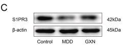 beta Actin Antibody - Fig.