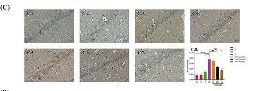 Phospho-CaMKII alpha/delta (Thr286) Antibody - Figure 6.