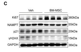p21 Cip1 Antibody - Fig.