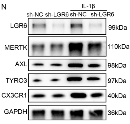 CX3CR1 Antibody - Fig.
