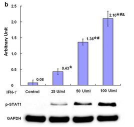 Phospho-STAT1 (Tyr701) Antibody - Figure 7.