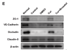 VE-Cadherin Antibody - Fig.