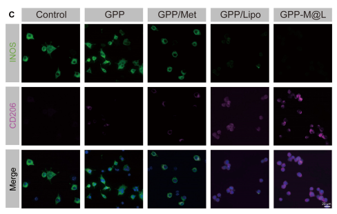 iNOS Antibody - Fig.