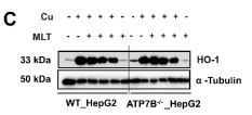 HO-1 Antibody - Figure 5.