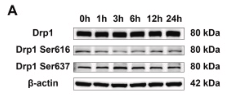 DRP1 Antibody - Fig.