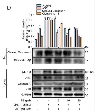 TMS1/ASC Antibody - FIGURE 3 PE inhibited the activation of NLRP3 inflammasome.