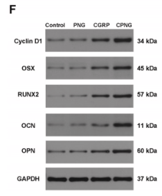 Osteocalcin Antibody - Fig.