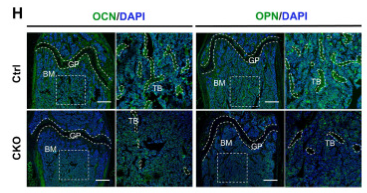Osteopontin Antibody - Figure 2.