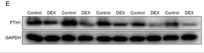FTH1 Antibody - FIGURE 1 DEX treatment increased ferroptosis activity in placental tissues.