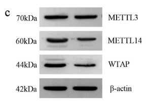 WTAP Antibody - Figure 8.