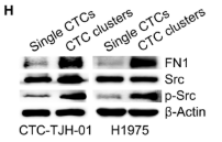 Src Antibody - Fig.