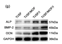 Alkaline Phosphatase Antibody - Fig.