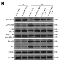 SQSTM1/p62 Antibody - Figure 9.