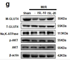 Phospho-AKT1/2/3 (Ser473) Antibody - FIGURE 2 ISL attenuated IR by AKT/GLUT4 pathway to improve MI/R injury.