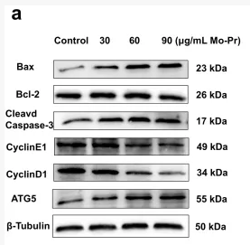 APG5L/ATG5 Antibody - Figure 4 Effects of M.