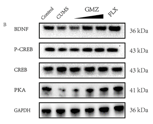 Phospho-CREB (Ser133) Antibody - Figure 7.