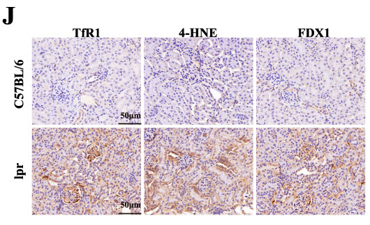 Transferrin Receptor Antibody - Figure 6 Animal experiments validate the expression of hub FRCGs.