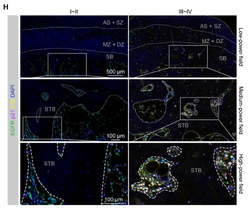 EGFR Antibody - Fig.