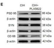 CD68 Antibody - Fig.