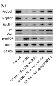 mTOR Antibody - Fig.